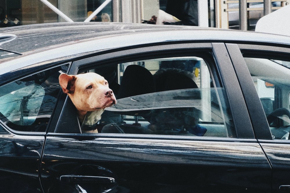 Bilburen: När hunden ska följa med på semestern