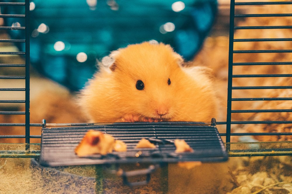 Dags att skaffa hamster? besök en djuraffär som har allt den behöver
