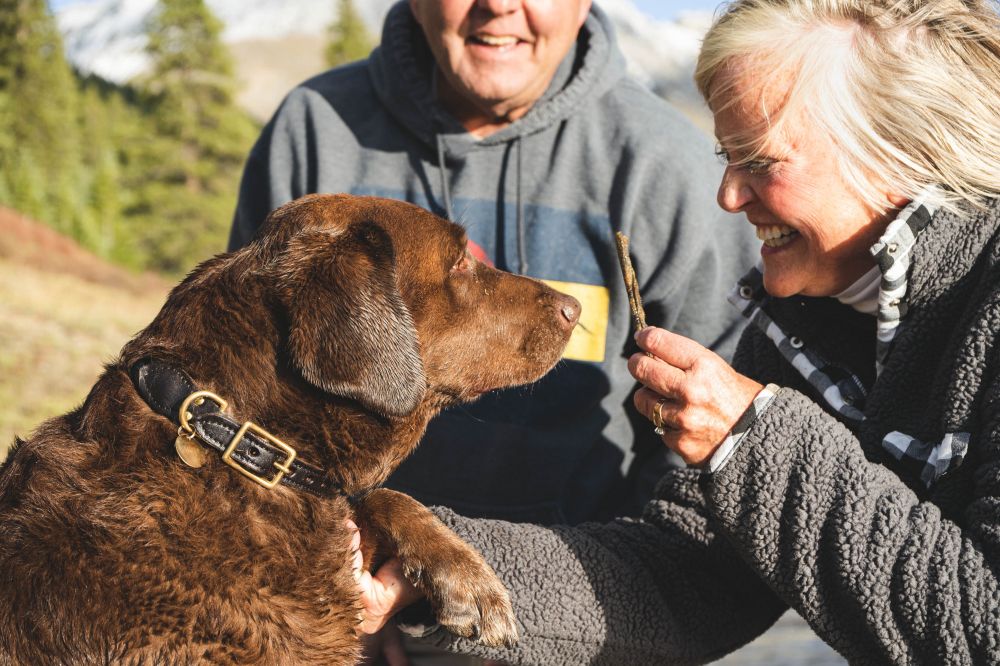 Hundkurs i Hässelby kan lära ägare och hund att kommunicera bättre med varandra