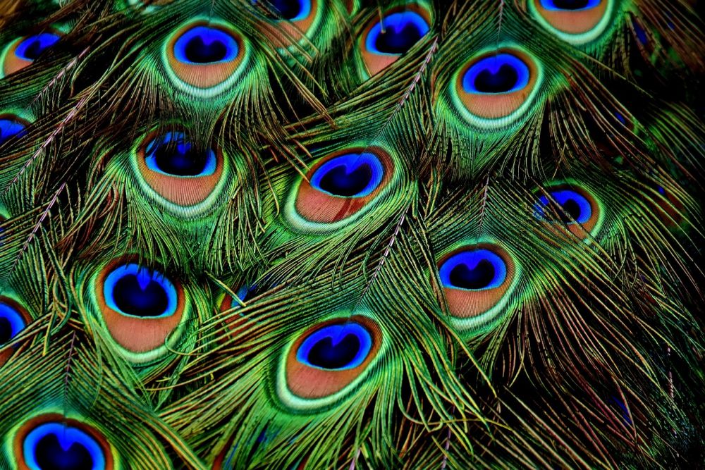 Fåglar på Papua Nya Guinea: En fascinerande mångfald av arter och deras unika egenskaper