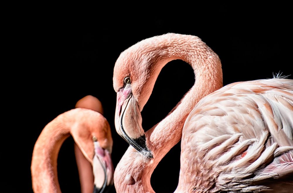 En översikt av exotiska fåglar: Praktfulla varelser som berikar våra liv