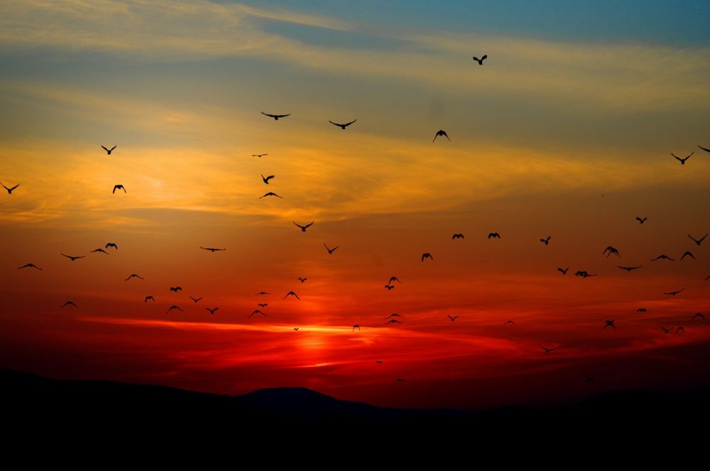 Flygande fågel - En fascinerande värld i skyn