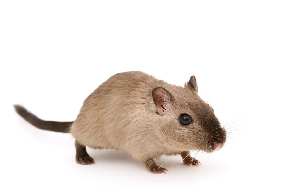 Ful Hamster: En fördjupning i världen av otroliga och mångfaldiga gnagare