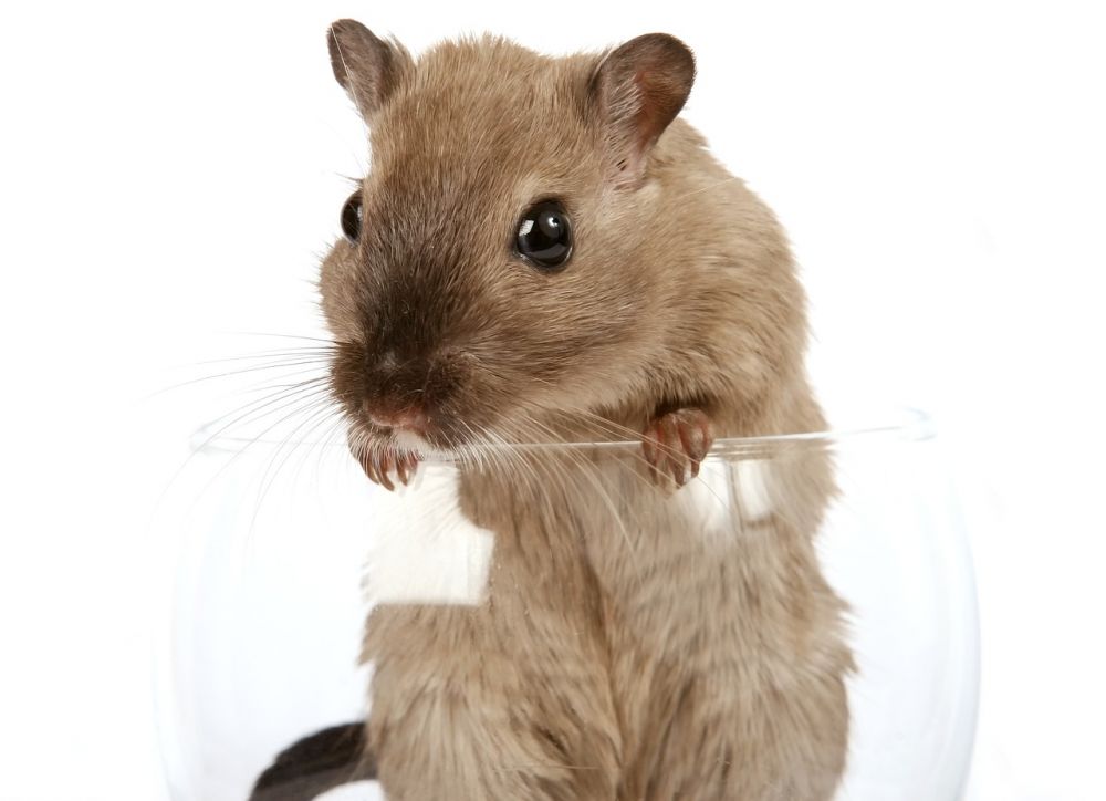 Hamster Namn: En Djupgående Guide till Att Välja det Perfekta Namnet till Din Lilla Gnagare
