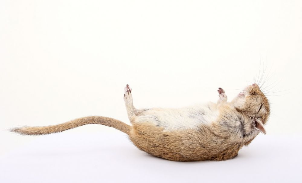 Roborovski Hamster: En Grundlig Översikt