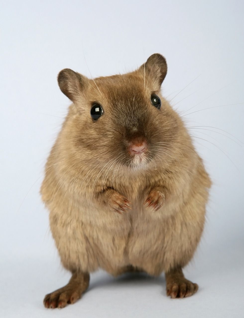 Golden hamster: En grundlig översikt