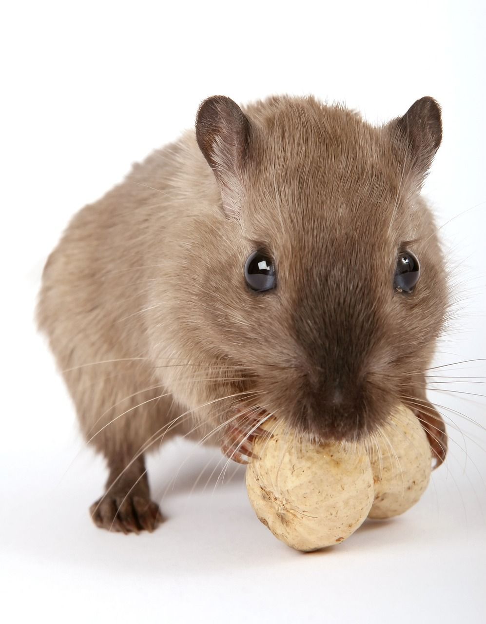 Hamster live: En grundlig översikt och omfattande presentation av fenomenet
