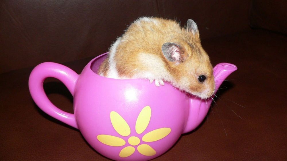 Vit Hamster: En Grundlig Översikt över Denna Färgvariant
