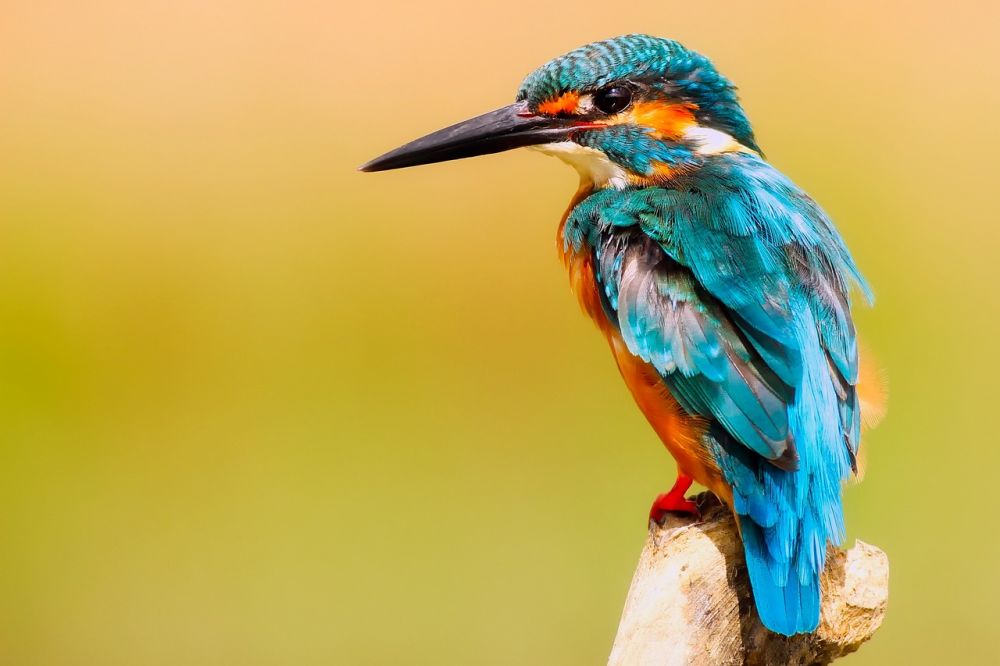 Fågellivet på Hawaii: En översikt över de unika fågelarterna