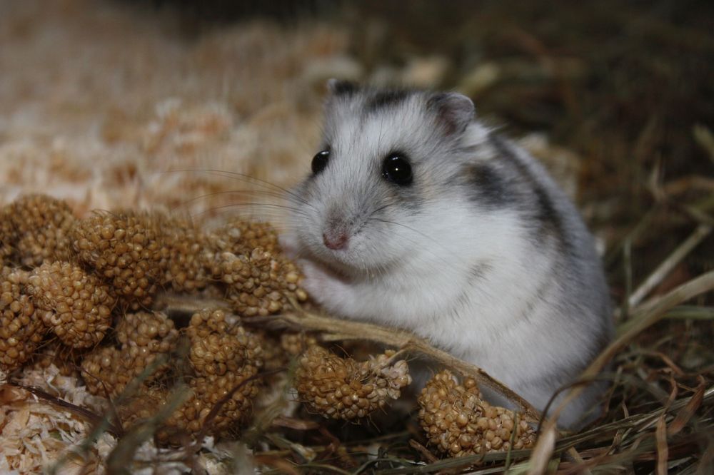 Syrian hamster - En djupdykning i arten