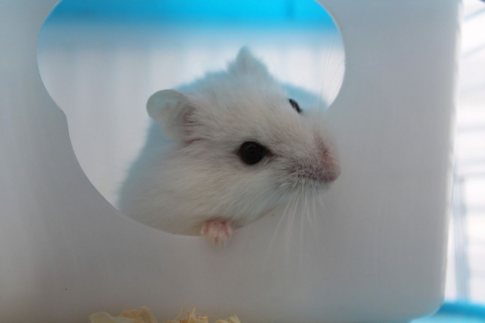 Svart Hamster: En Djupdykning i en Fascinerande och Mystisk Art