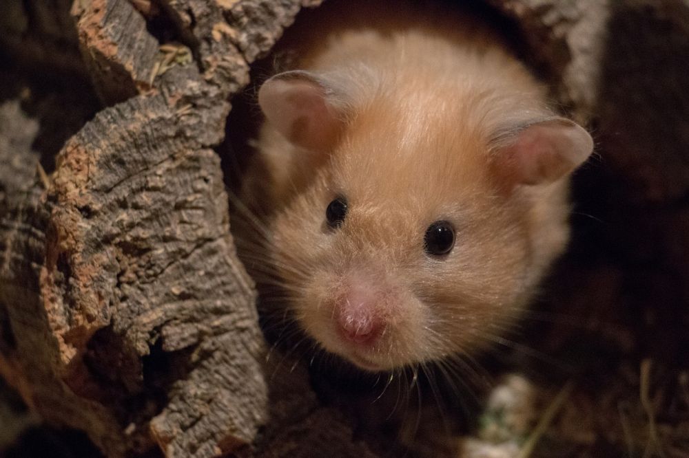 Hamster Mature: En In-Depth Guide to Mature Hamsters