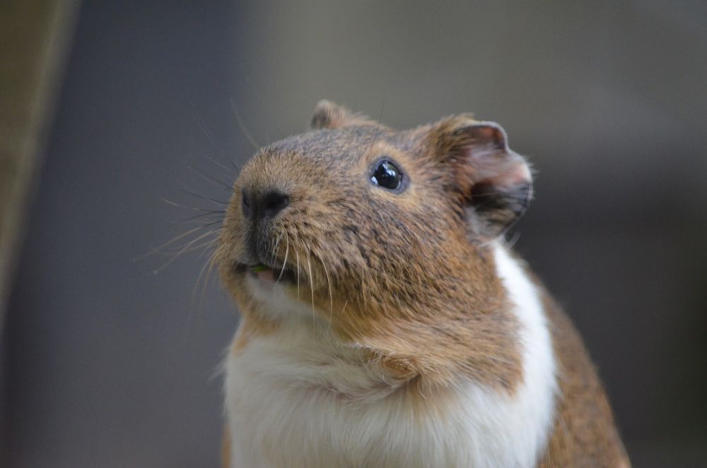 Vad kan hamster äta