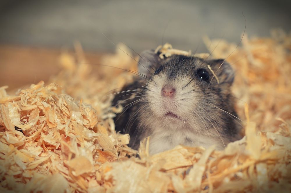 Hamster Raser: En Grundlig Översikt över de Mångfaldiga Sorterna Påträffade inom Hamsteruppfödning