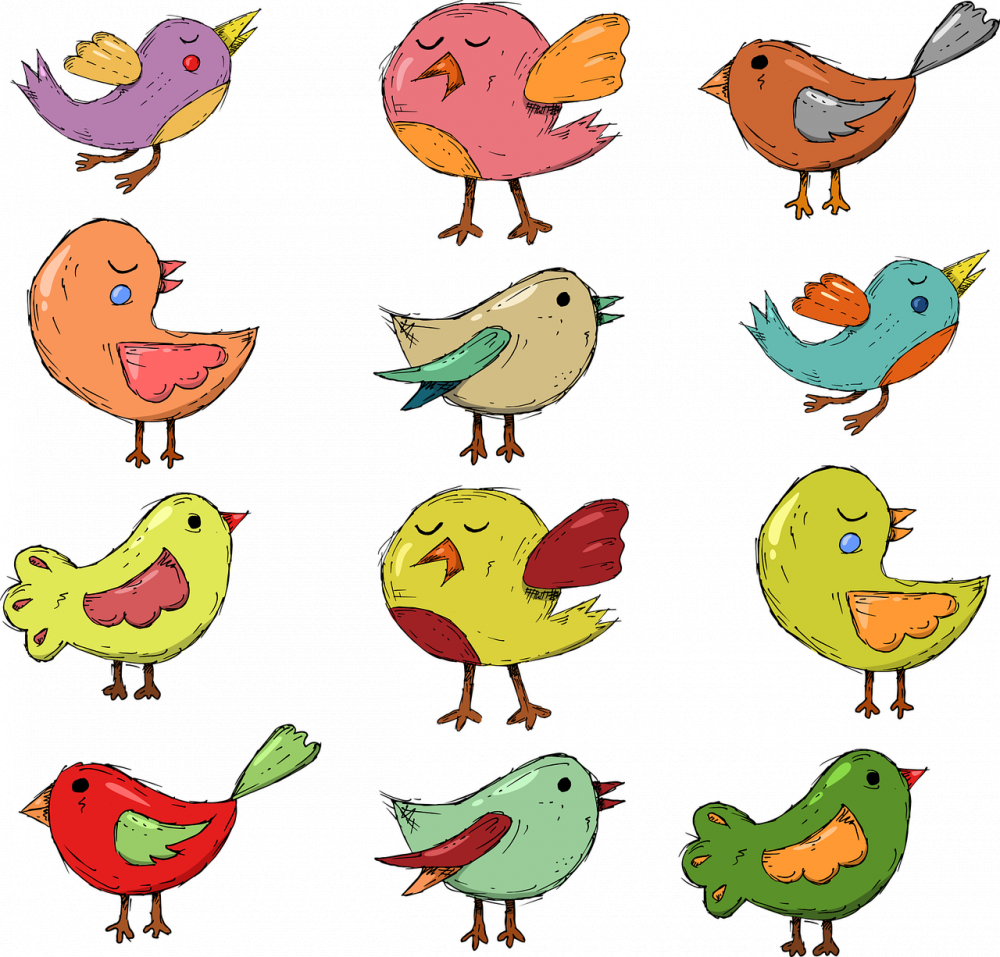 Fåglar med lång näbb: En grundlig översikt och presentation