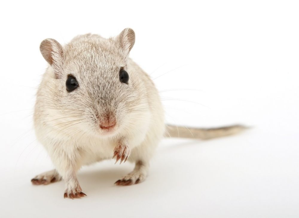 Hamster Ras: En Översikt