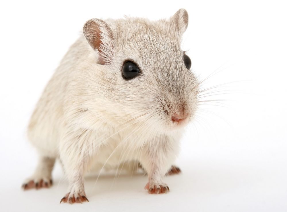 Hamster Pris: En Djupgående Analys av Prisintervallet för Hamstrar