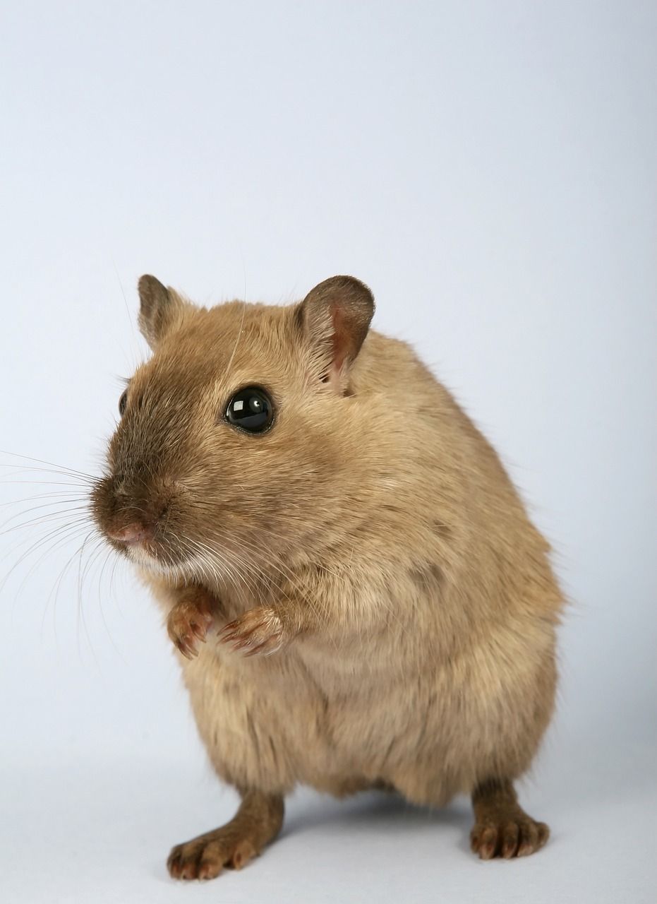 Upptäck Söt Hamster: En Fördjupande Guide till Dessa Bedårande Djur
