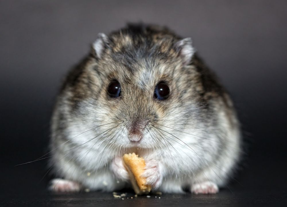 Hamster Allergi: En Grundlig Översikt