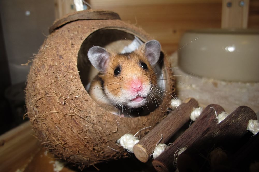 Hamster Tänder: En djupdykning i deras art och egenskaper