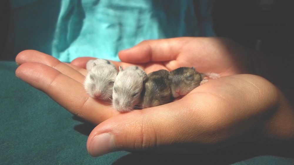 Vad äter hamstrar: en grundlig översikt för husdjursägare