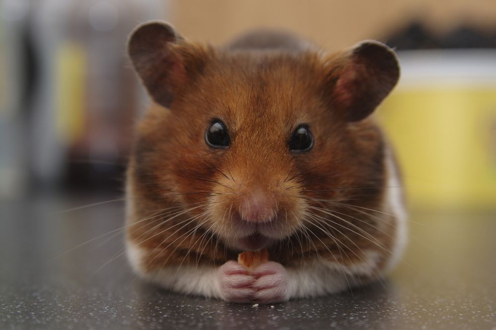 Bur till hamster: En grundlig översikt och jämförelse av olika typer
