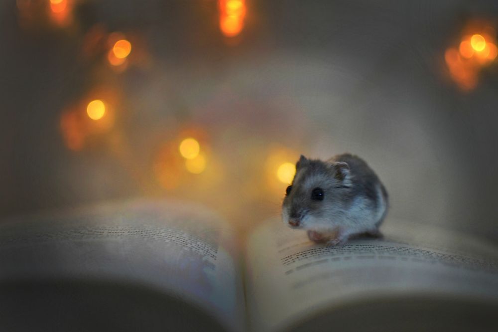 Hamsterungar: En omfattande guide för att förstå dessa små förtjusande varelser