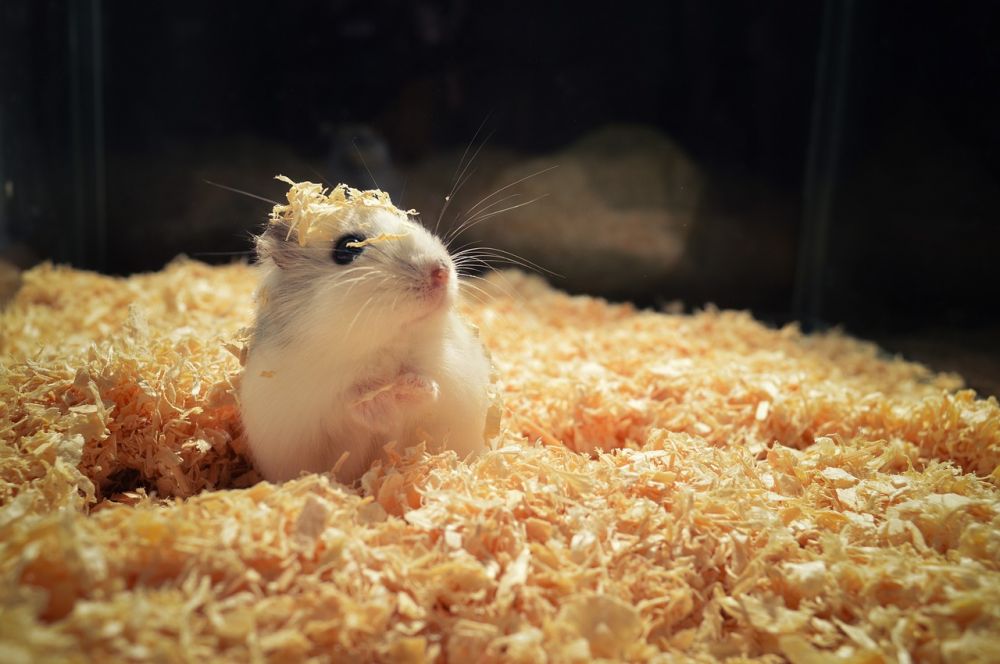 Hamster Sandbad - En Nödvändighet för Hamsterhälsa
