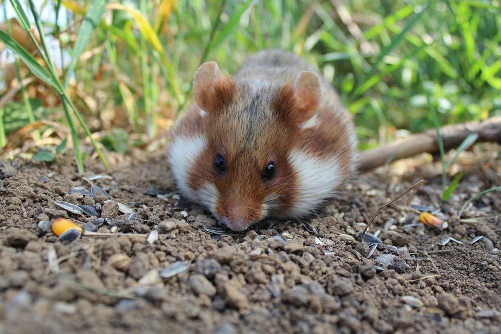 Hamster Vit: En fascinerande djurart för hamsterälskare