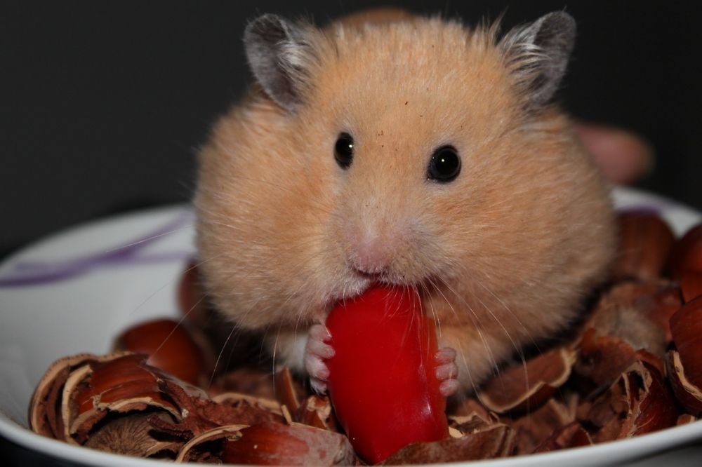 Världens Minsta Hamster: En Fascinerande Översikt