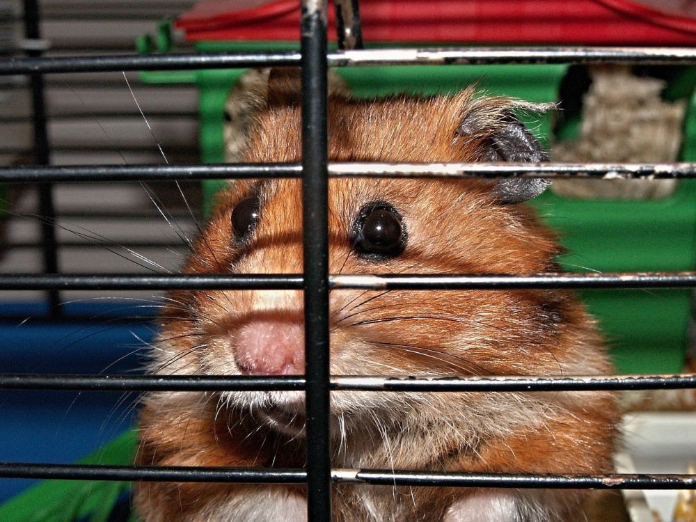 Hamster Rör: En Grundlig Översikt över Detta Populära Tillbehör