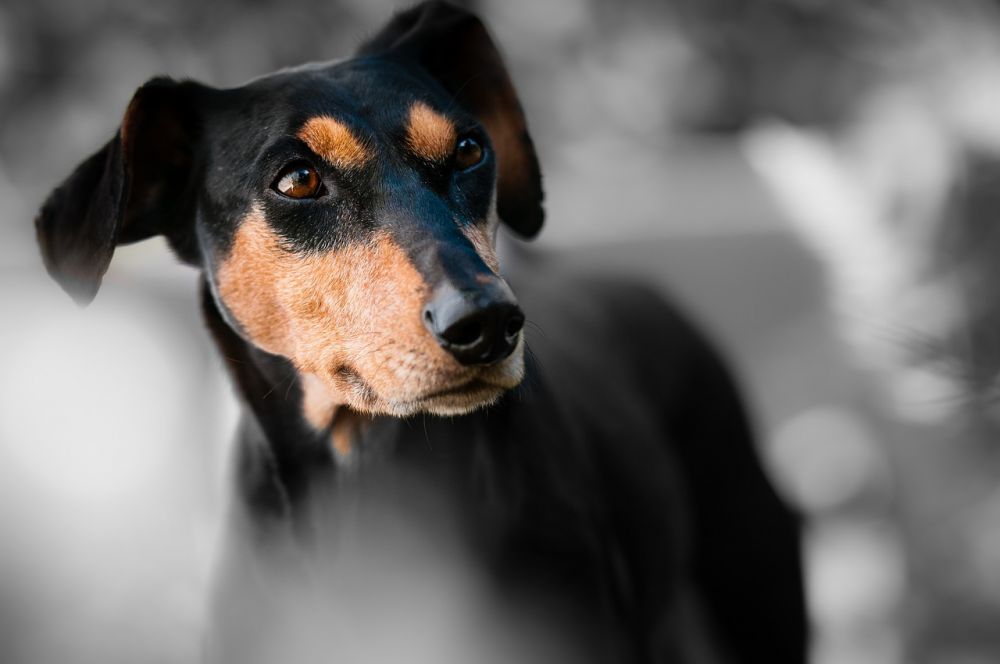 Rabiesvaccin för hundar: En omfattande guide
