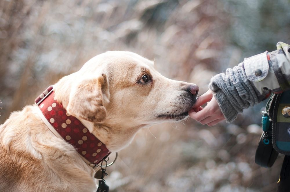 Elhalsband till hundar: En översikt och diskussion om olika typer och deras för- och nackdelar