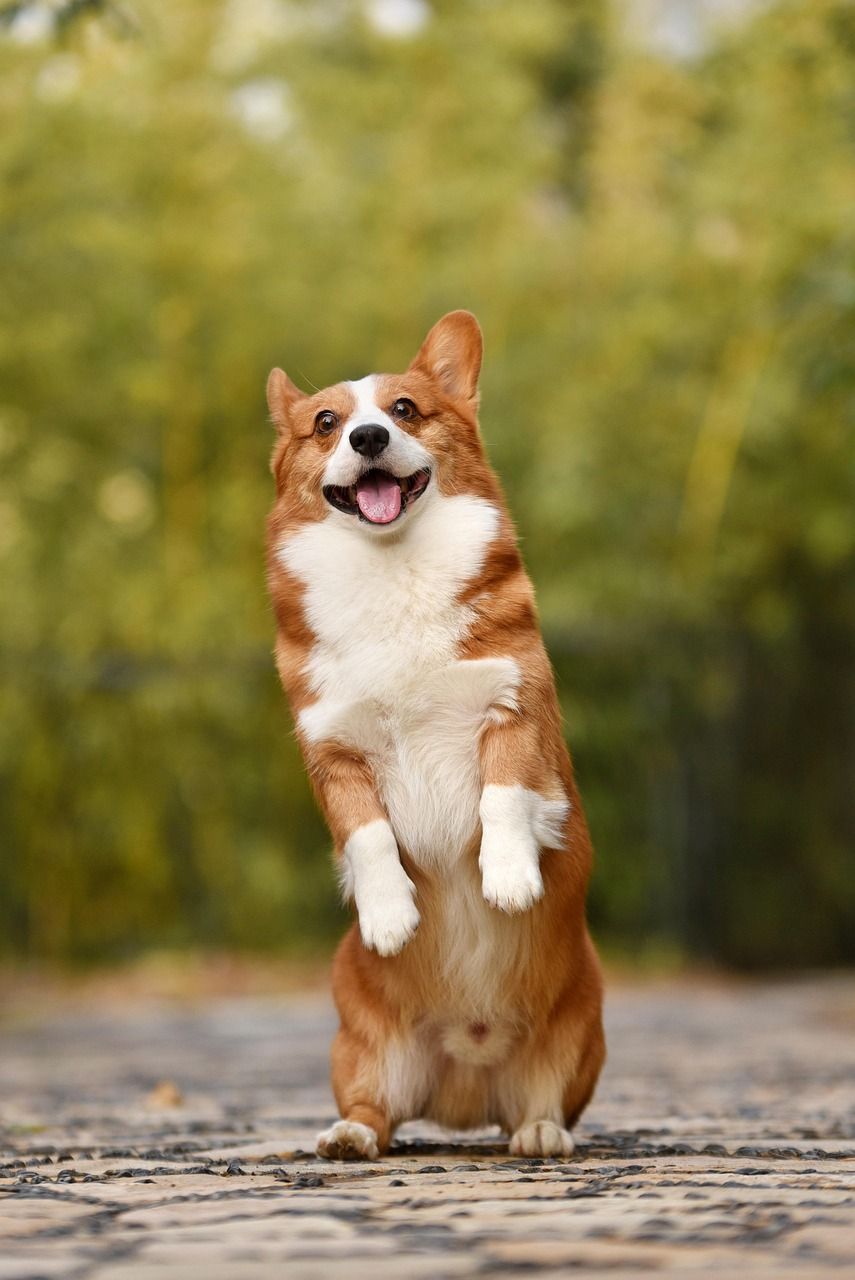 Lassie hund: En Läsning För Hundälskare