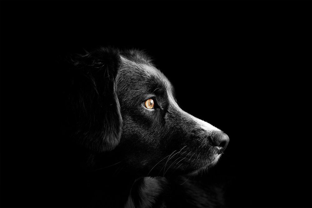 Blodöra hund: En grundlig översikt