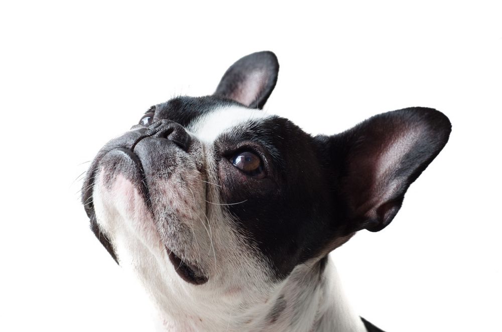 Onsior hund: En översikt av denna smärtlindrande medicin för vovvar
