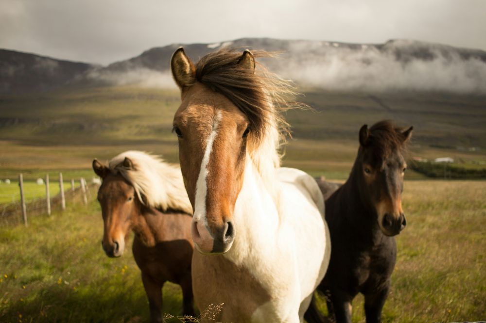 Barfotaboots för hästar: Ett naturligt steg i hästvård