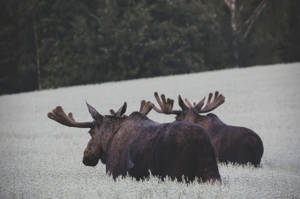 Älgsafari  En Nära Möte Med Skogens Konung