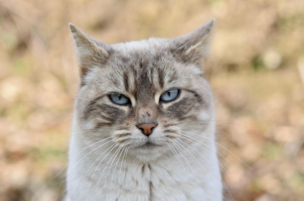 Veterinär Höllviken: en oas för djurälskare