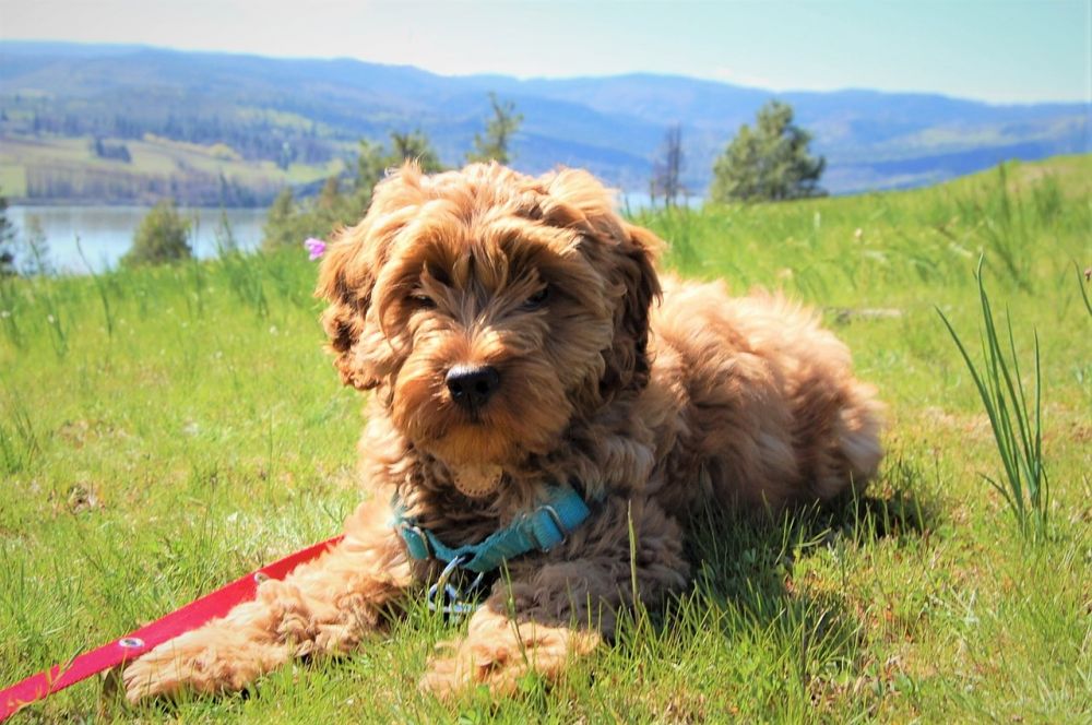 Australian Labradoodle: Lär dig allt om denna charmiga hund