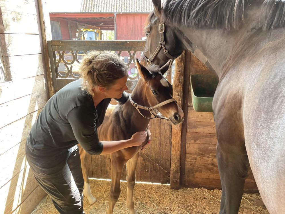 Osteopati häst: när kroppen behöver hjälp för att fungera som bäst