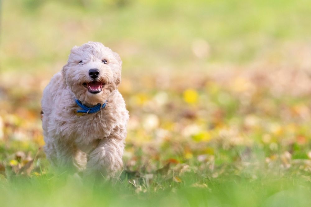 Hunddagis tibro  en trygg vardag för både hund och ägare