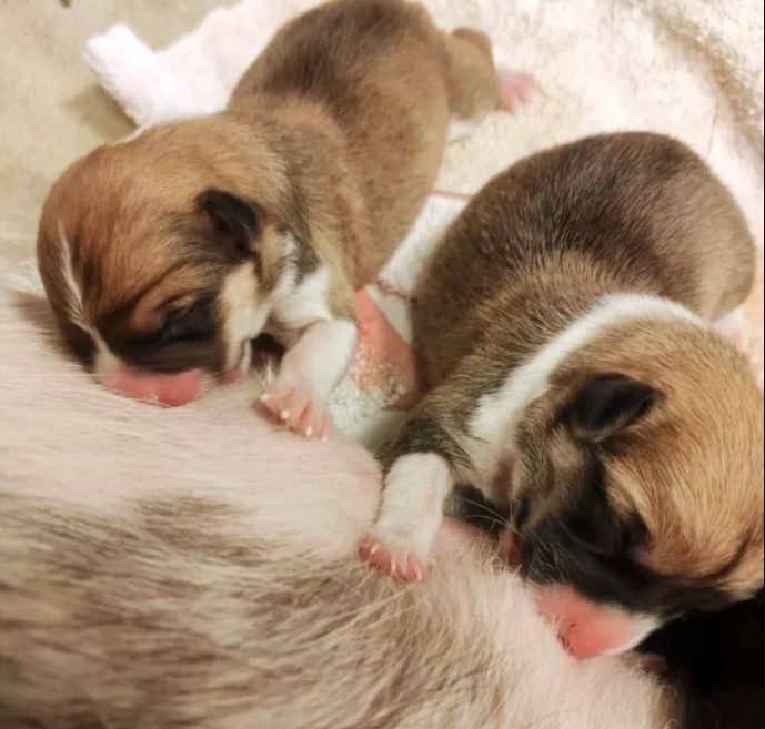 Veterinär skåne  trygg och modern djursjukvård för hund och katt